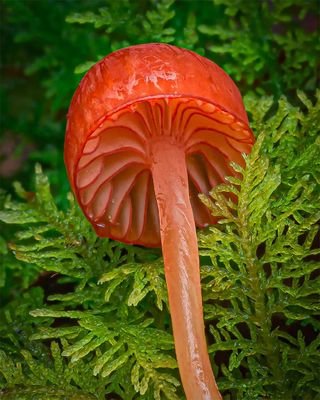 fungi-macro-photography-alison-pollack-18.jpg