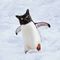 Penguincat - profile picture